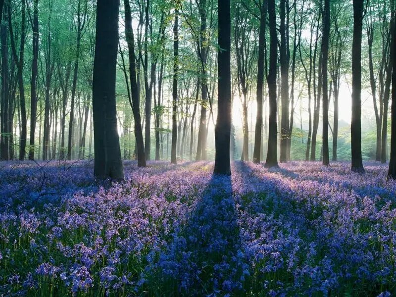 潔福（潔弗樂）塑膠地板：以生態(tài)設(shè)計(jì)為核，鑄就環(huán)保與品質(zhì)共生典范